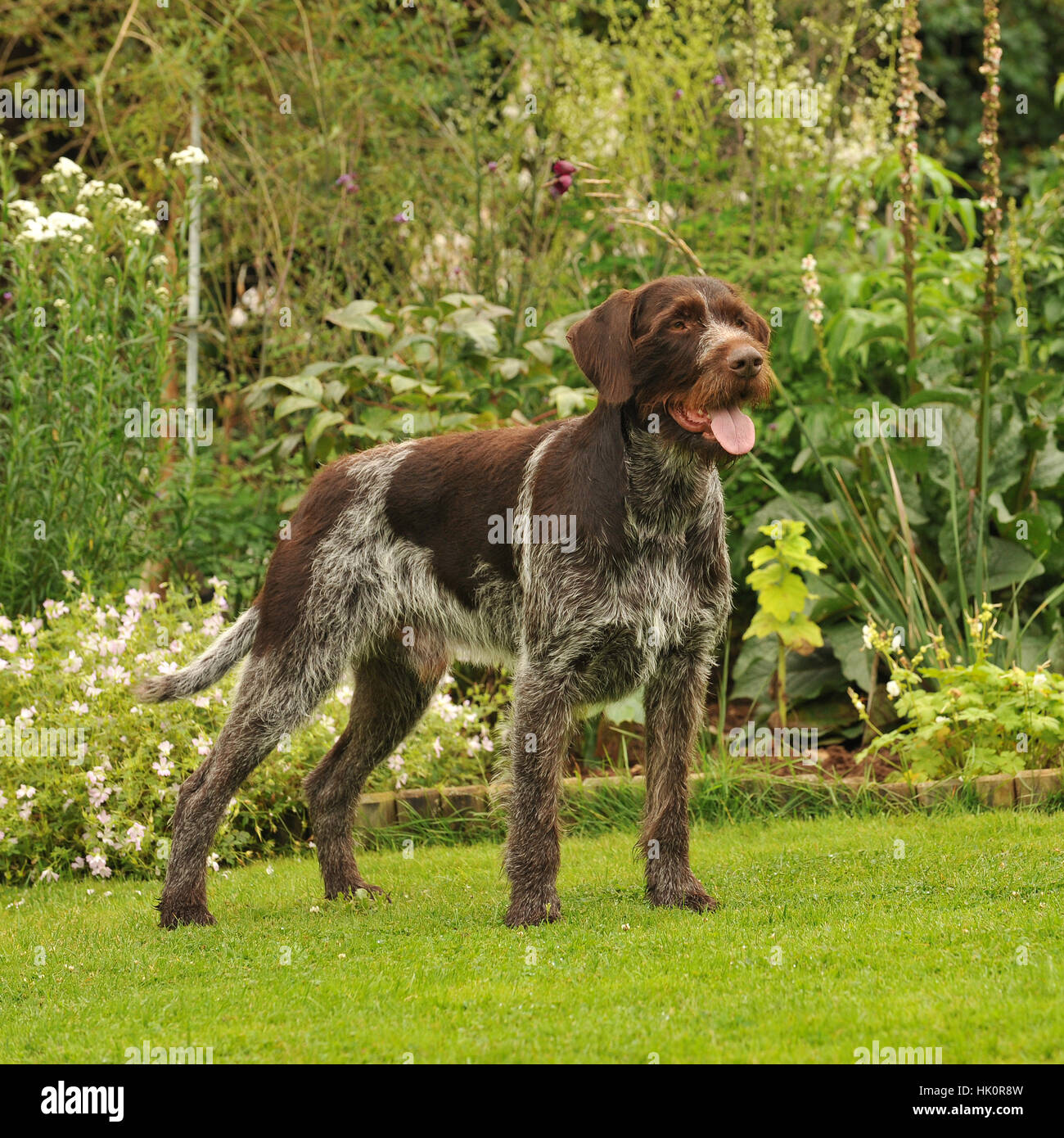 german wirehaired pointer dog Stock Photo Alamy