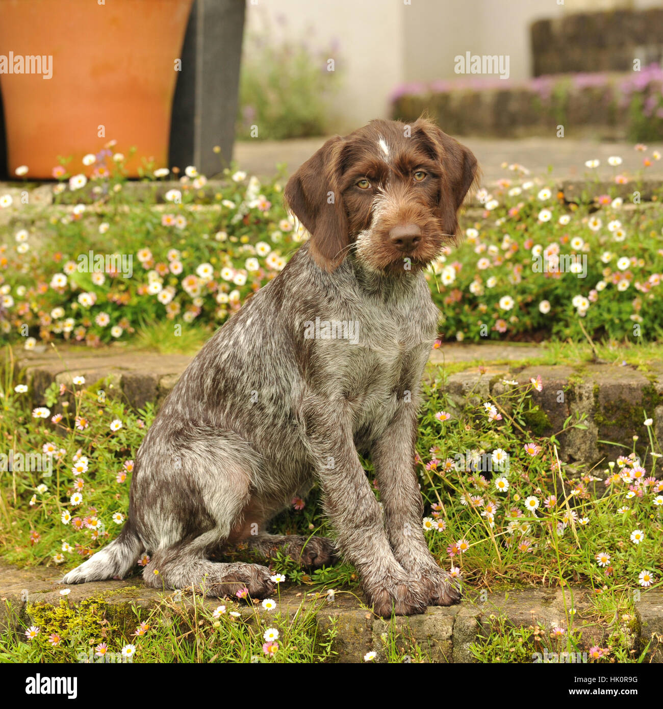 German Wirehaired Pointer Puppy Docked Tail Stock Photo Alamy