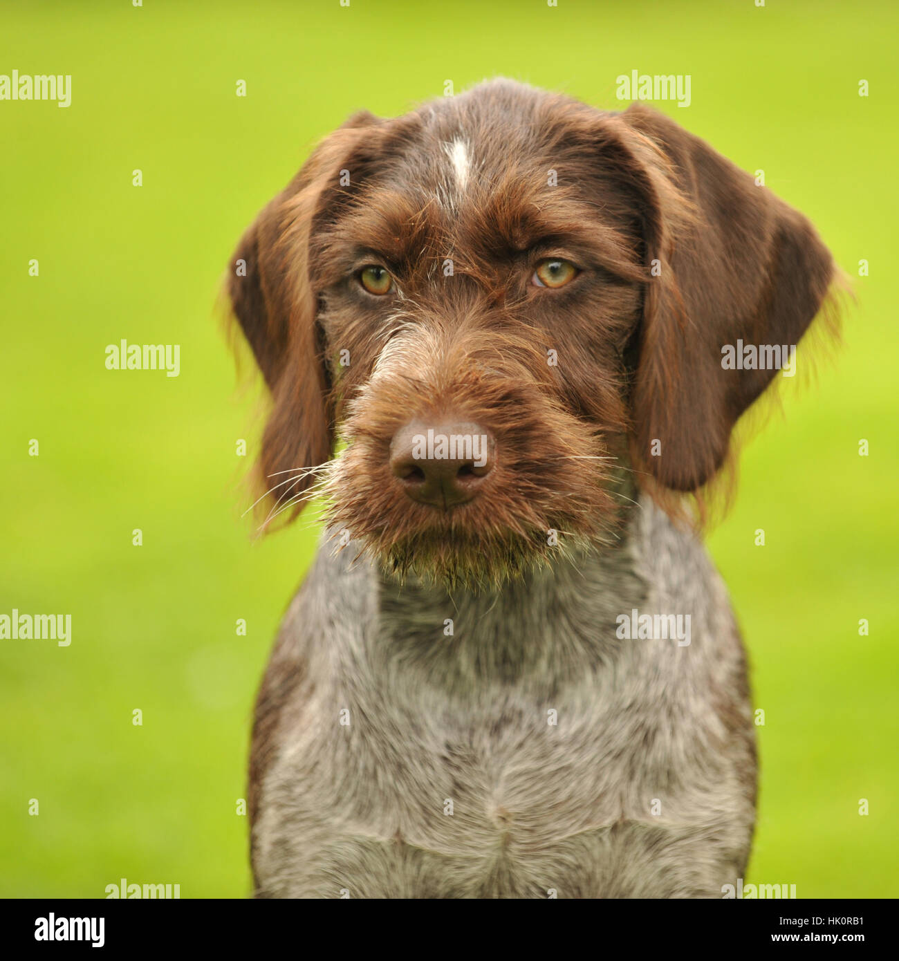 german wirehaired pointer puppy Stock Photo