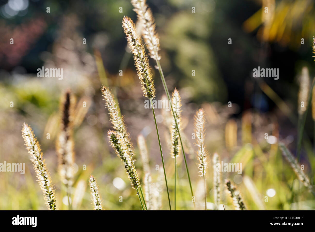 Setaria glauca, or green foxtail, green bristlegrass, or wild foxtail millet Stock Photo