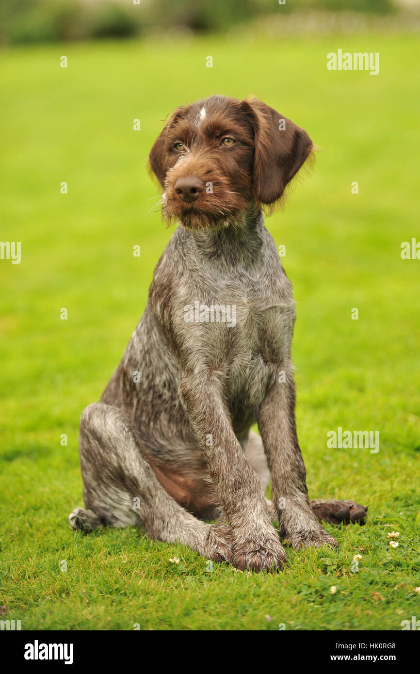 German Wirehaired Pointer Puppy Stock Photo Alamy