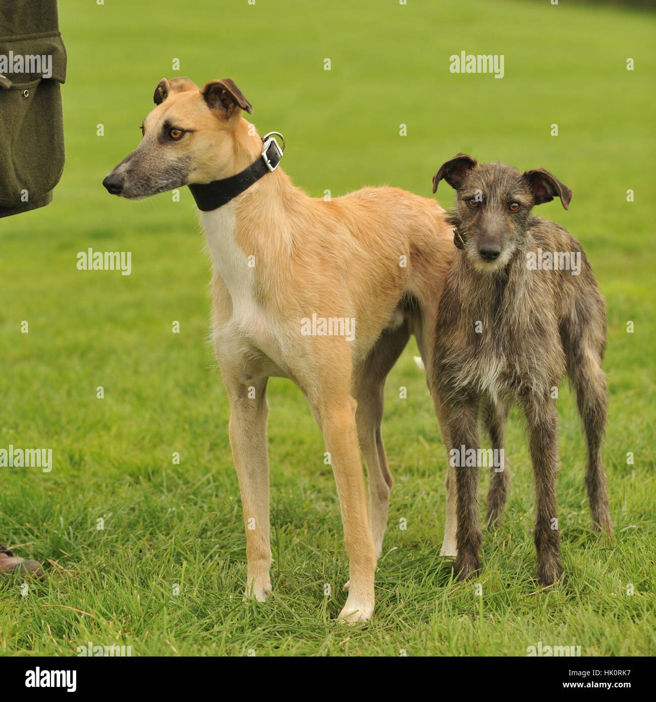 Lurchers High Resolution Stock Photography and Images Alamy