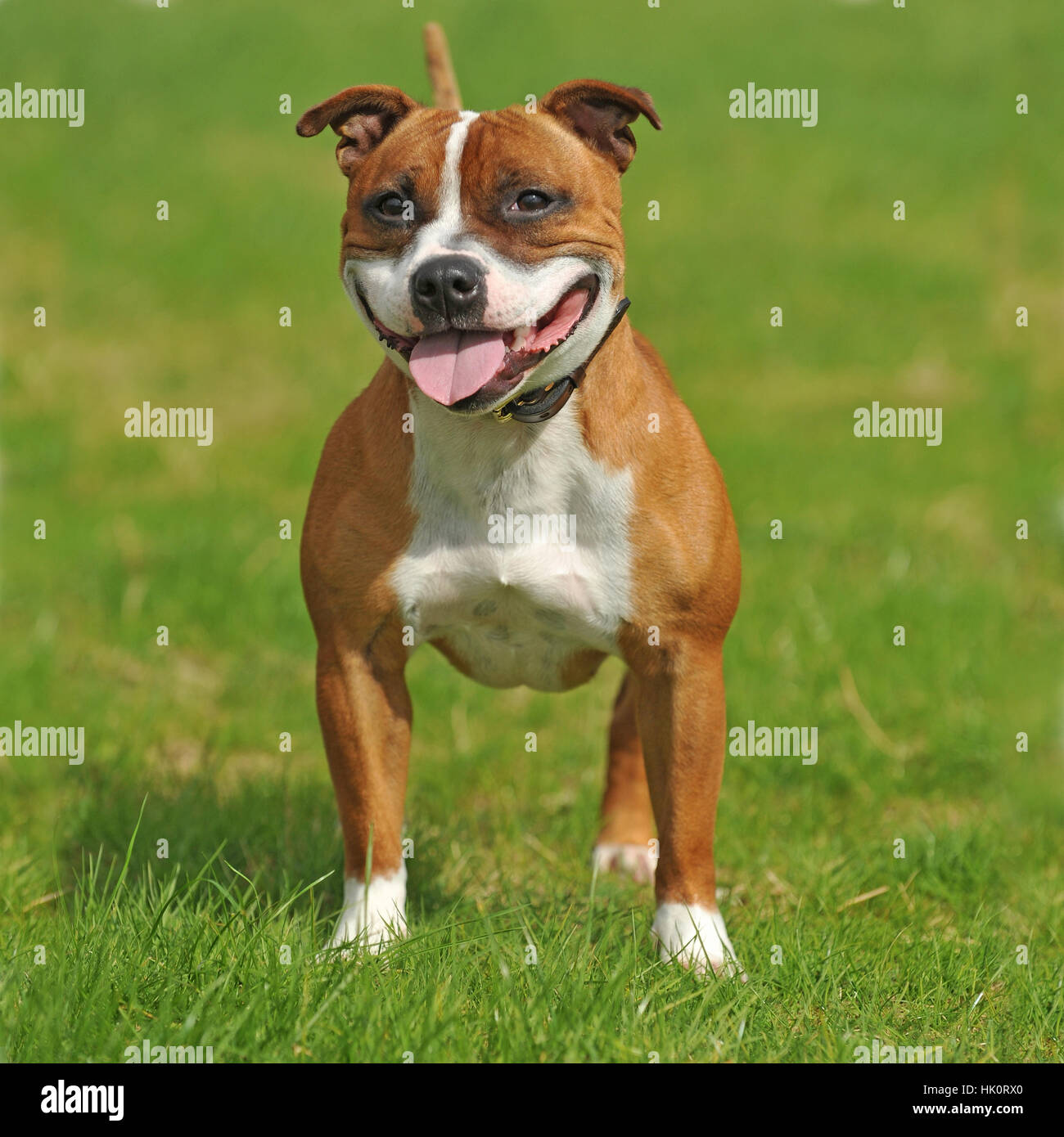 Is Staffordshire Bull Terrier A Dangerous Dog