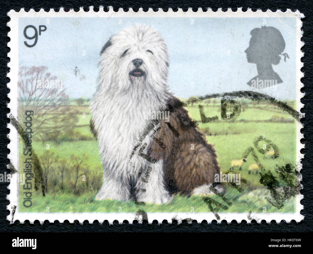 Old English Sheepdog Resting In Green Grass Stock Photo, Picture