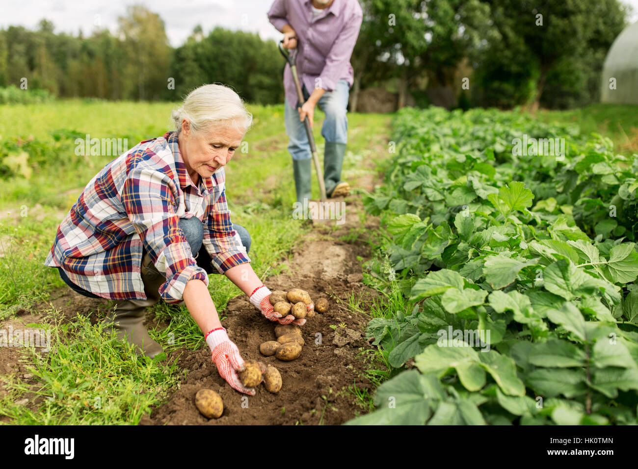 senior couple planting potatoes at garden or farm Stock Photo