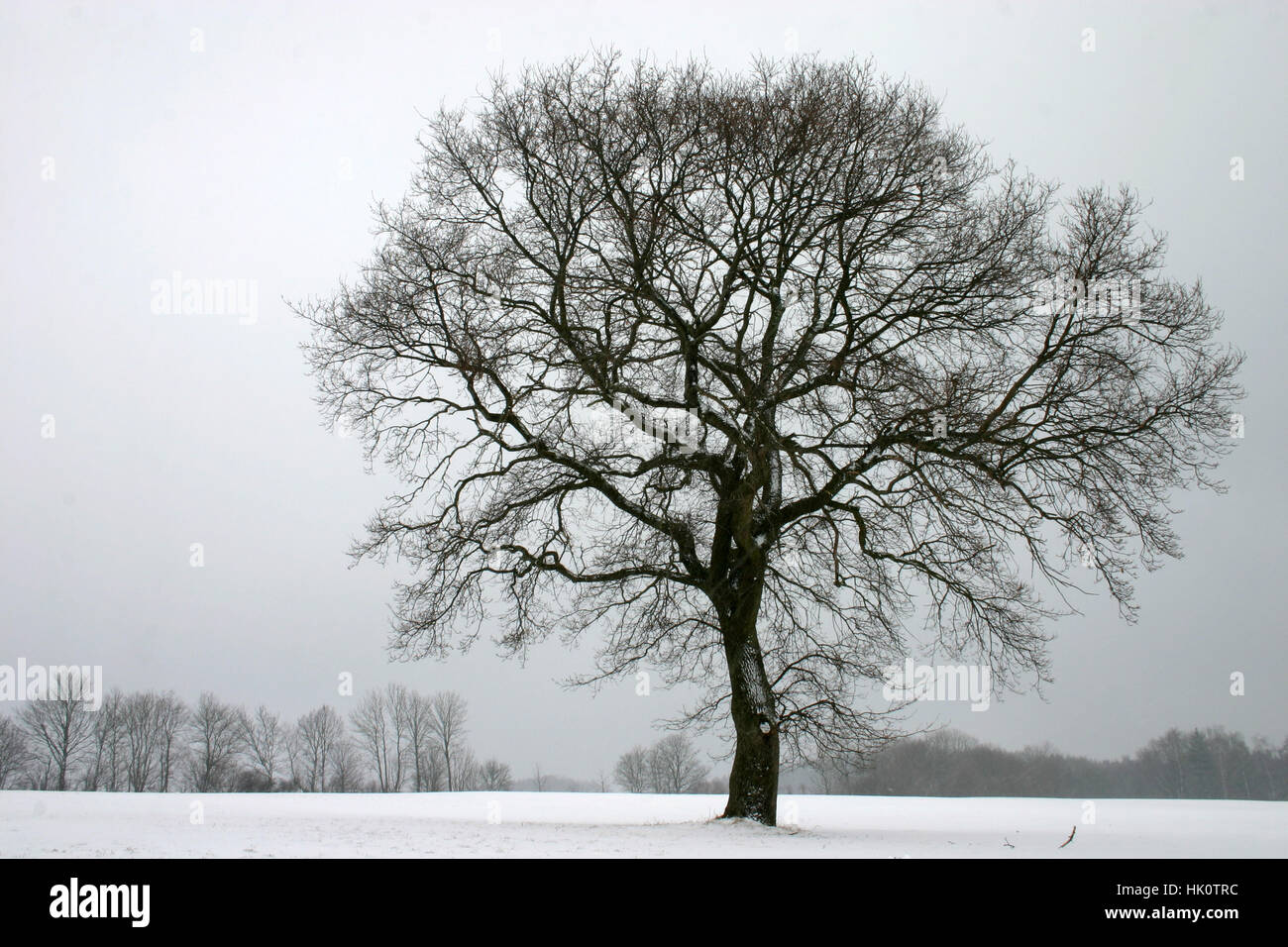 tree, winter, cold, deciduous tree, seasons, season, sparse, stinted, big, Stock Photo
