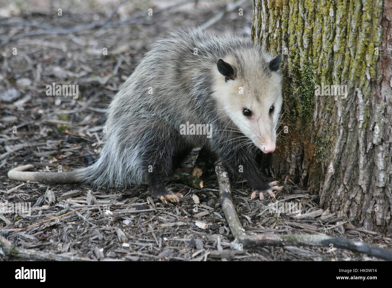 Cute gray opossum with beady black eyes stands in the mulch up against