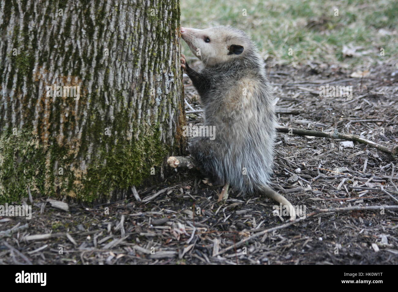 Cute gray opossum with beady black eyes stands in the mulch up against a tree with gray bark and green moss. Stock Photo