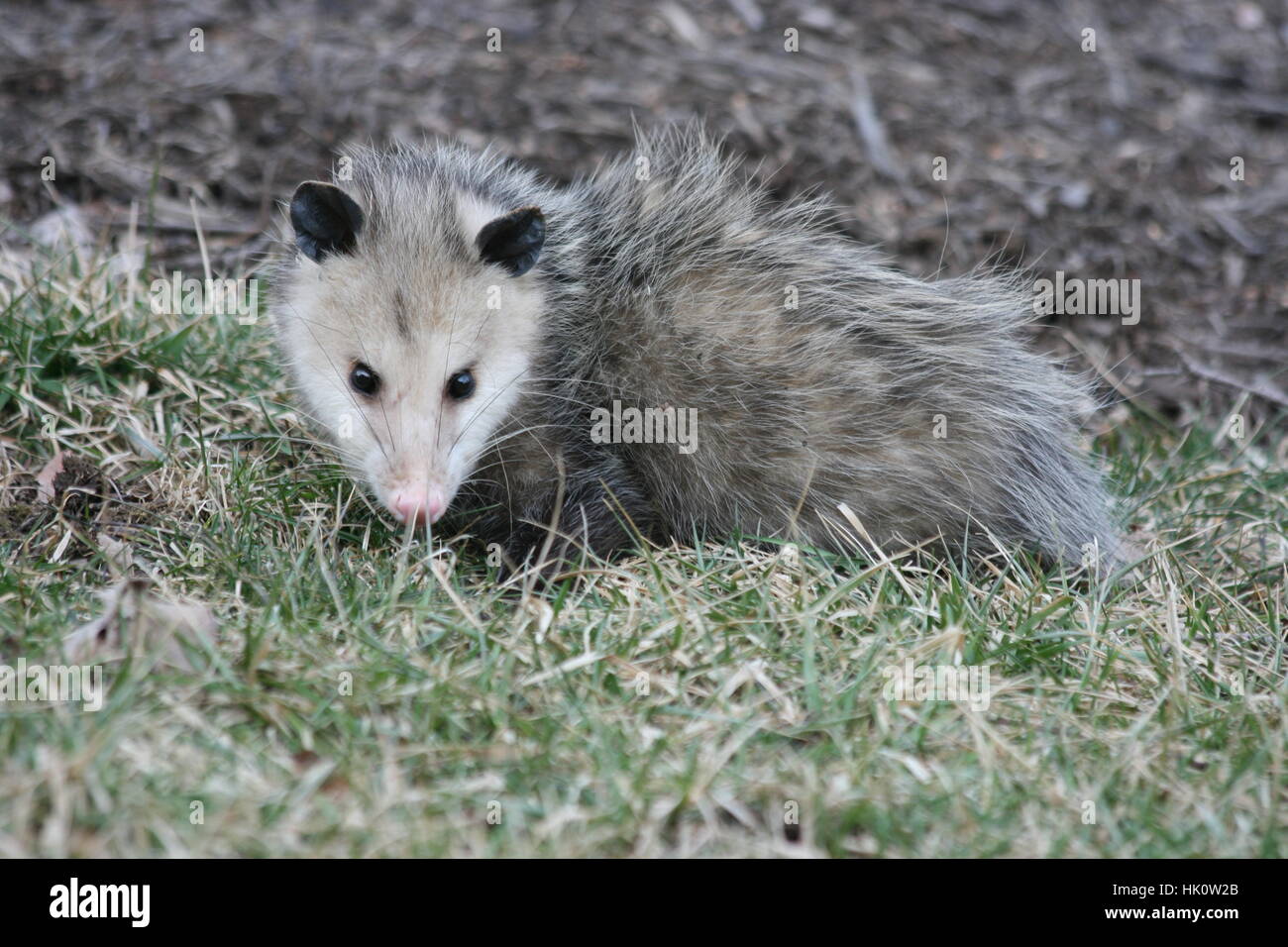 Cute gray opossum with beady black eyes poses in the mulch and  grass. Stock Photo