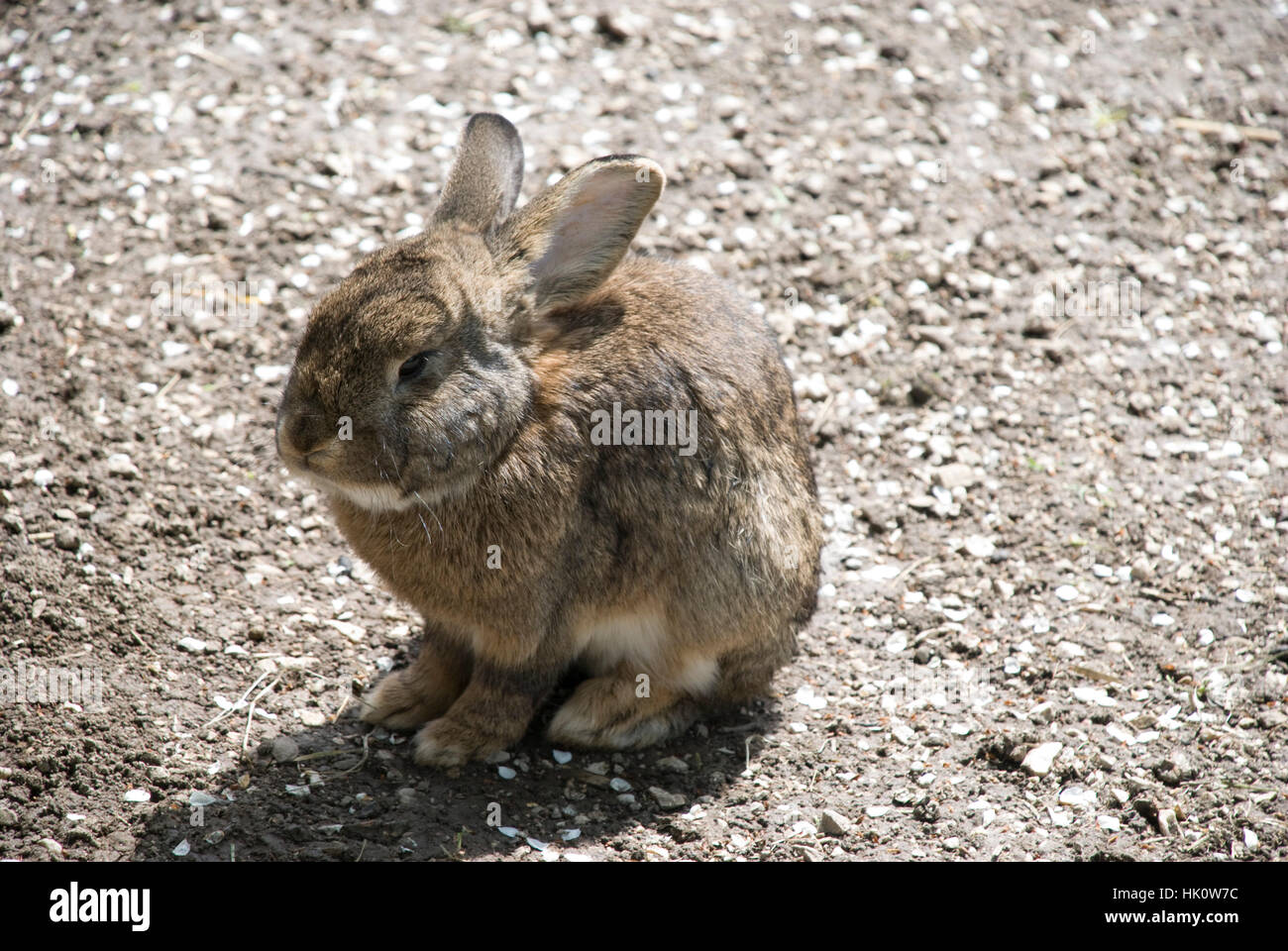 PET HARE RABBIT visual data 4