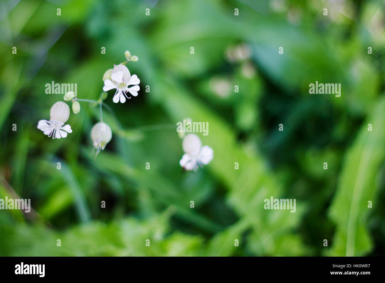 small white flower (silene vulgaris) with green grass in background Stock Photo