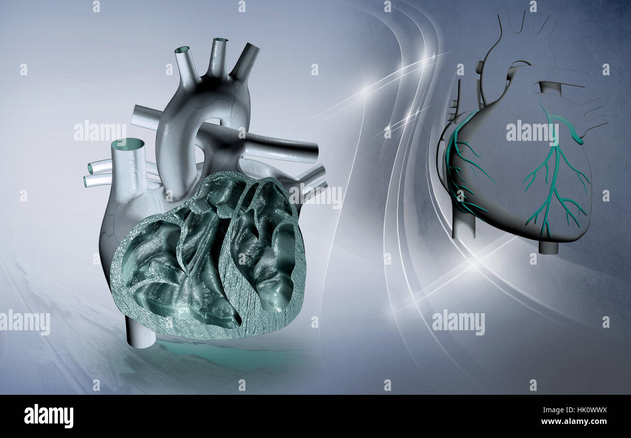 Circulation Graphics education, health, medicinally, medical, circulation, graphics, colour ...