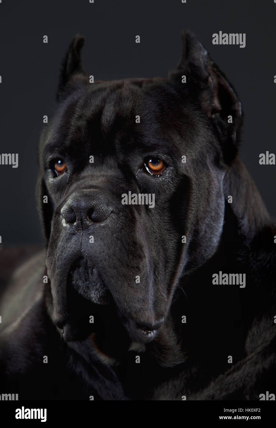 Black Cane Corso Dog In Studio Stock Photo 132171846 Alamy