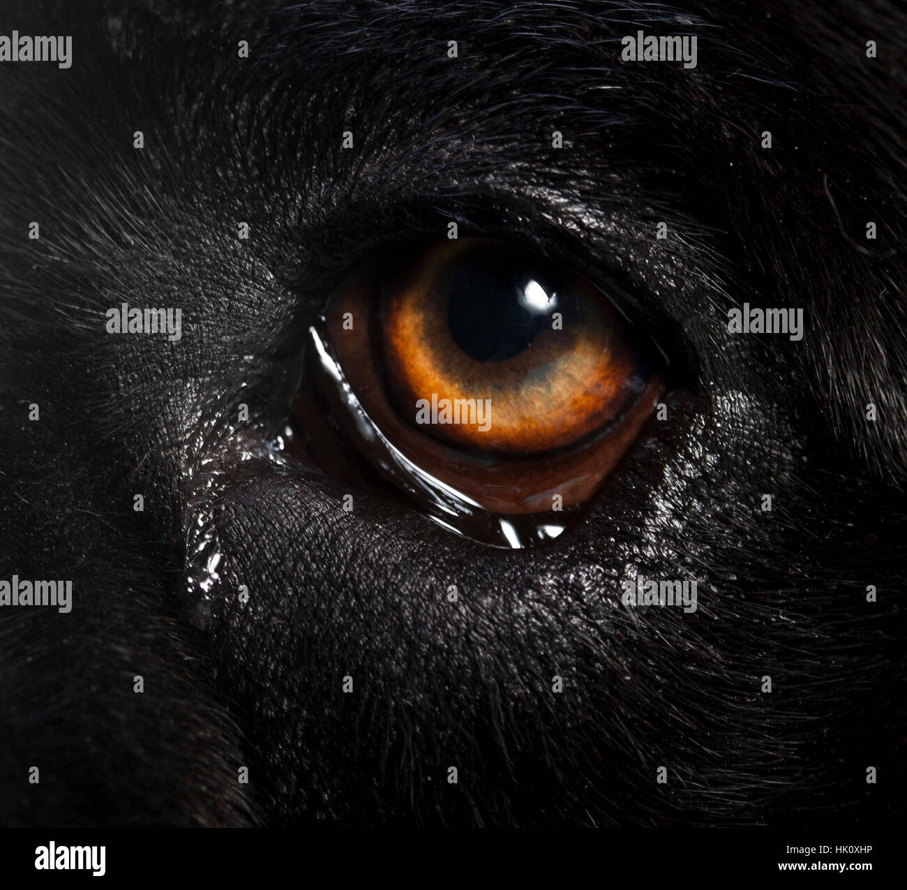 Macro Cane corso eye in studio Stock Photo Alamy