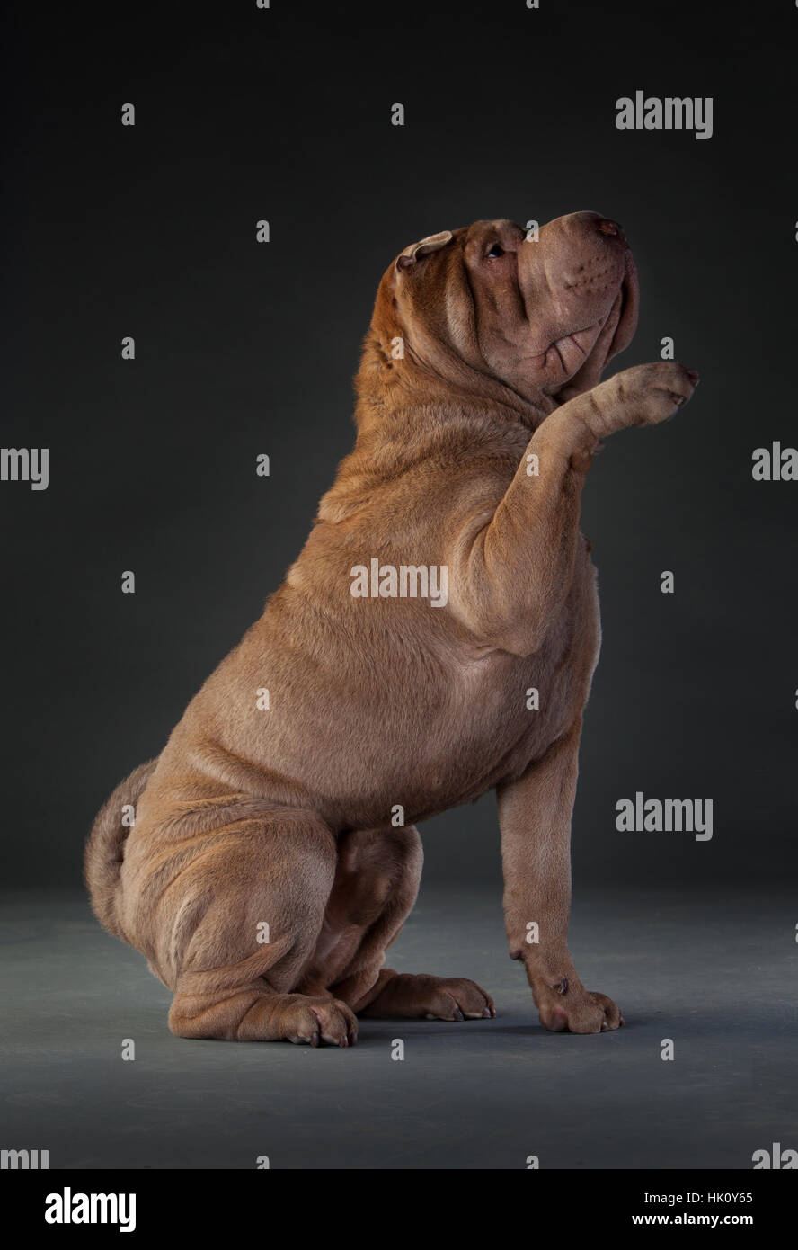 Sharpei dog saying hello in studio Stock Photo Alamy