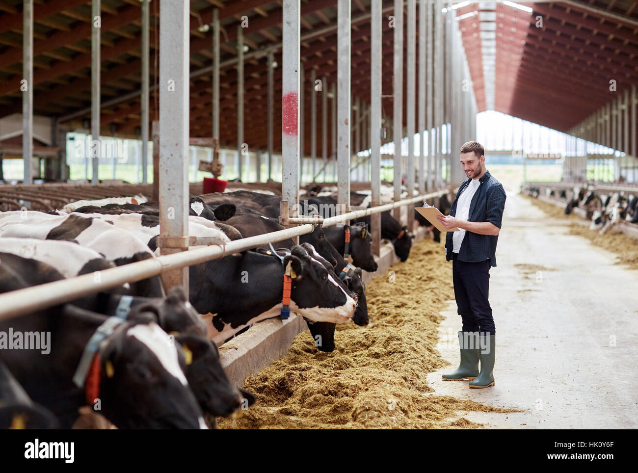 man with clipboard and cows at dairy farm cowshed Stock Photo - Alamy