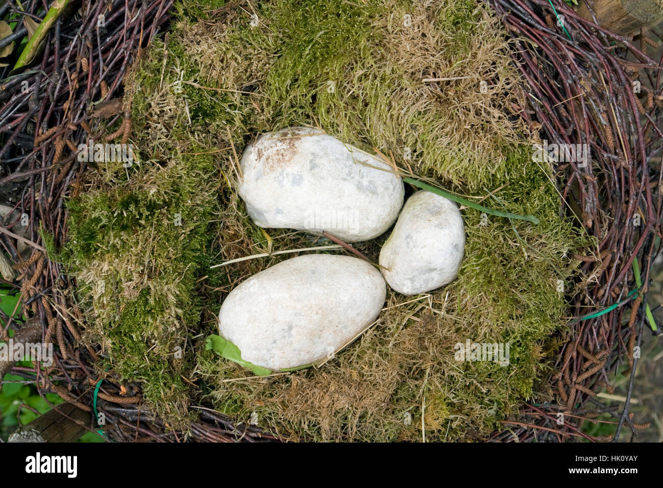 birds nest arrangement Stock Photo Alamy