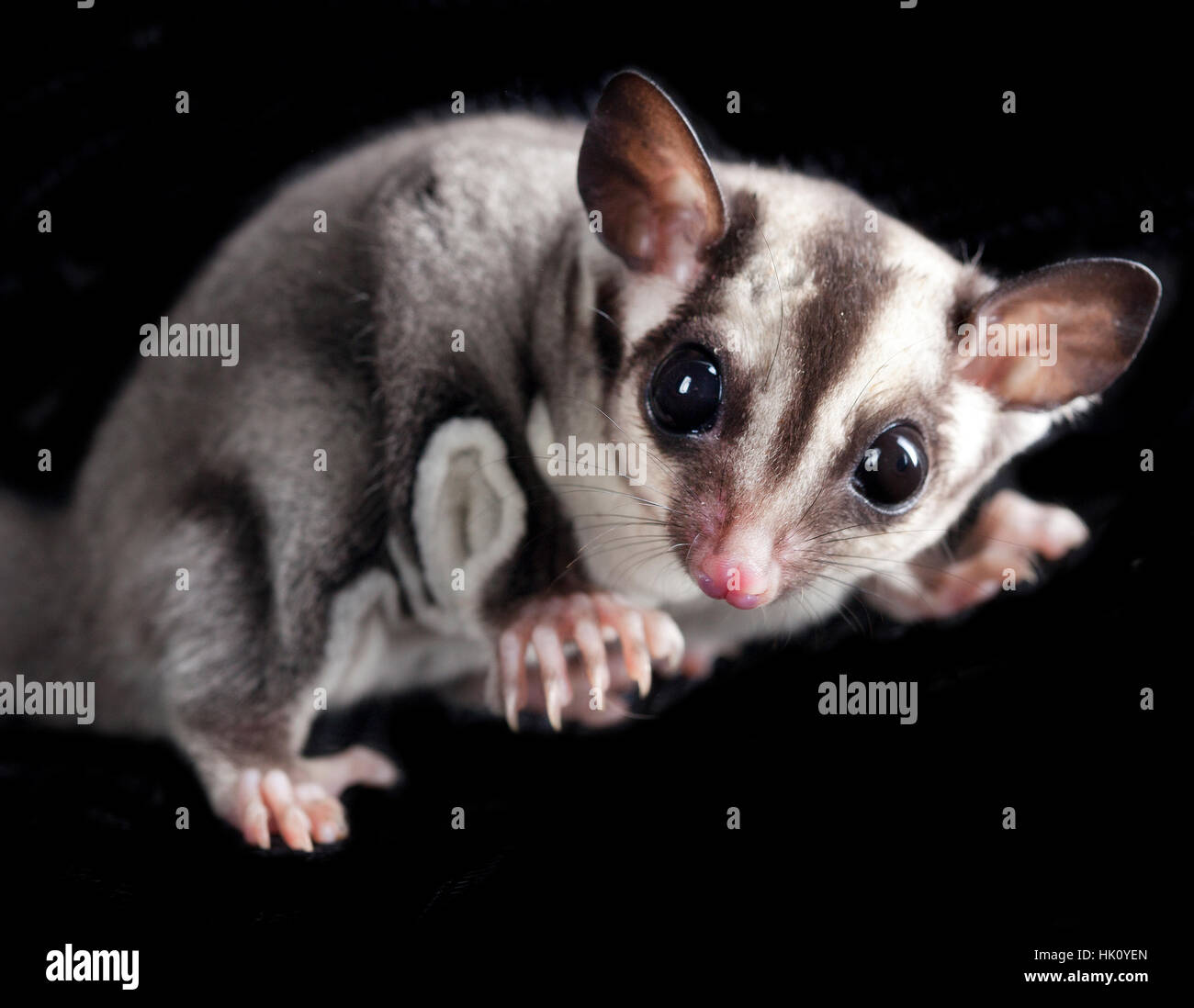 Petaurus Breviceps portrait in studio Stock Photo