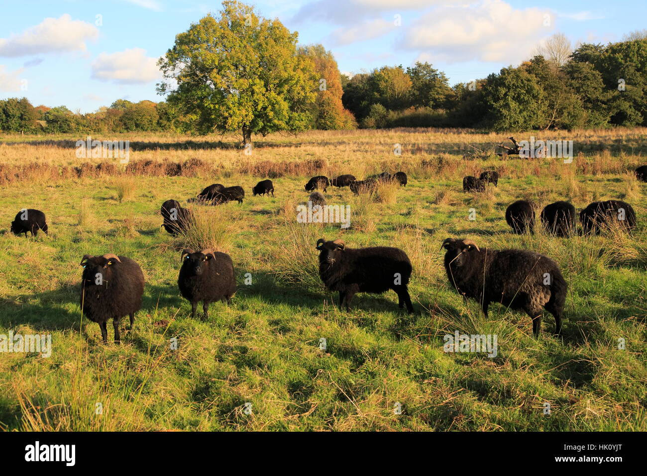 Black hebridean sheep conservation grazing water meadow, Sutton