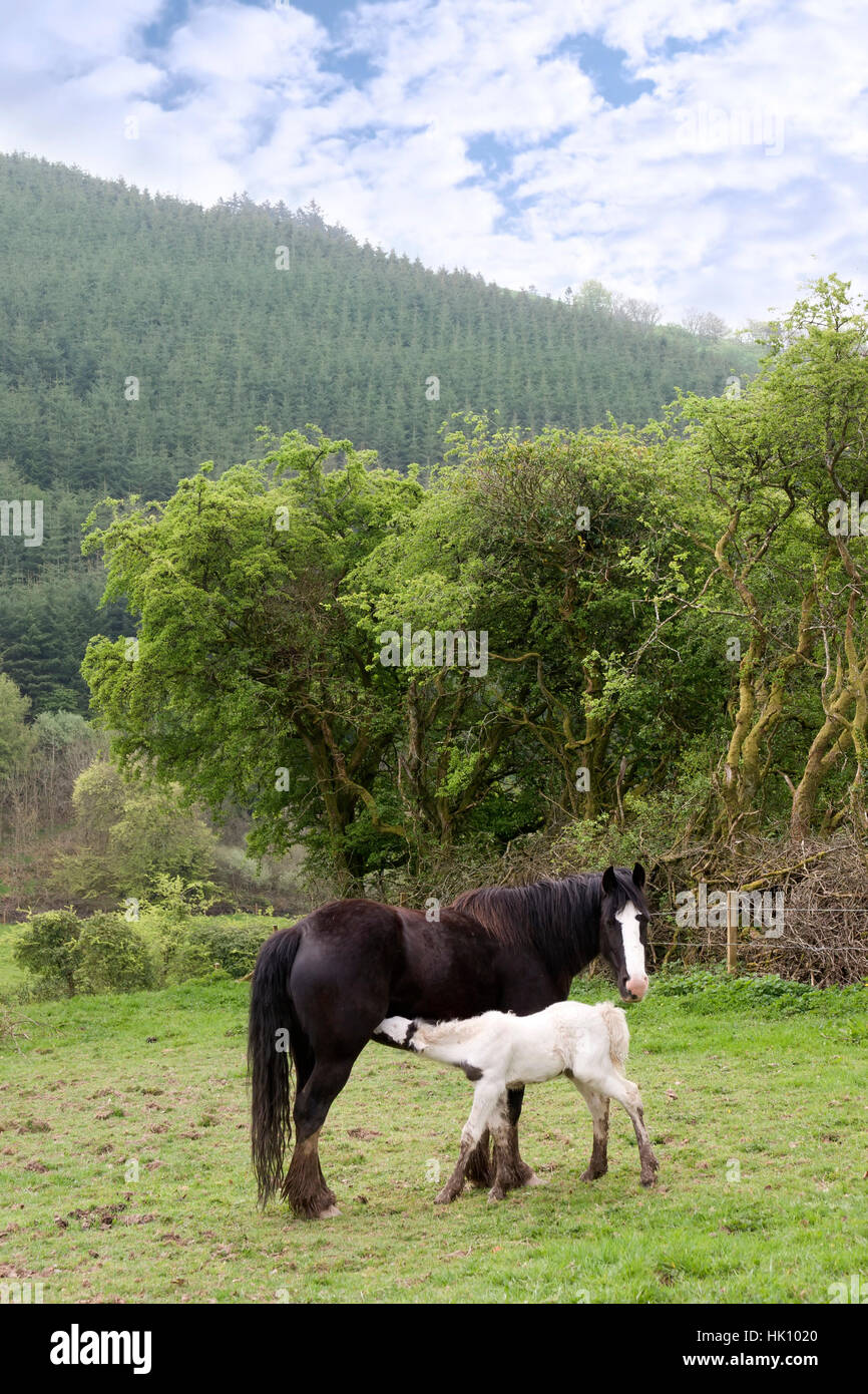 agriculture, farming, horse, horses, breeding, farm, foal, rider