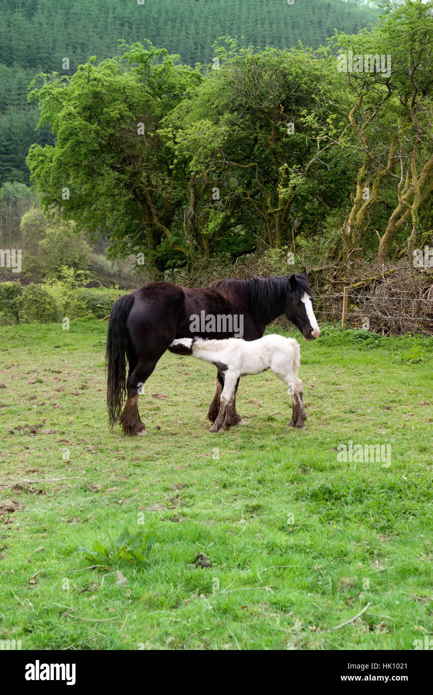 Baby horse mom hi-res stock photography and images - Page 5 - Alamy