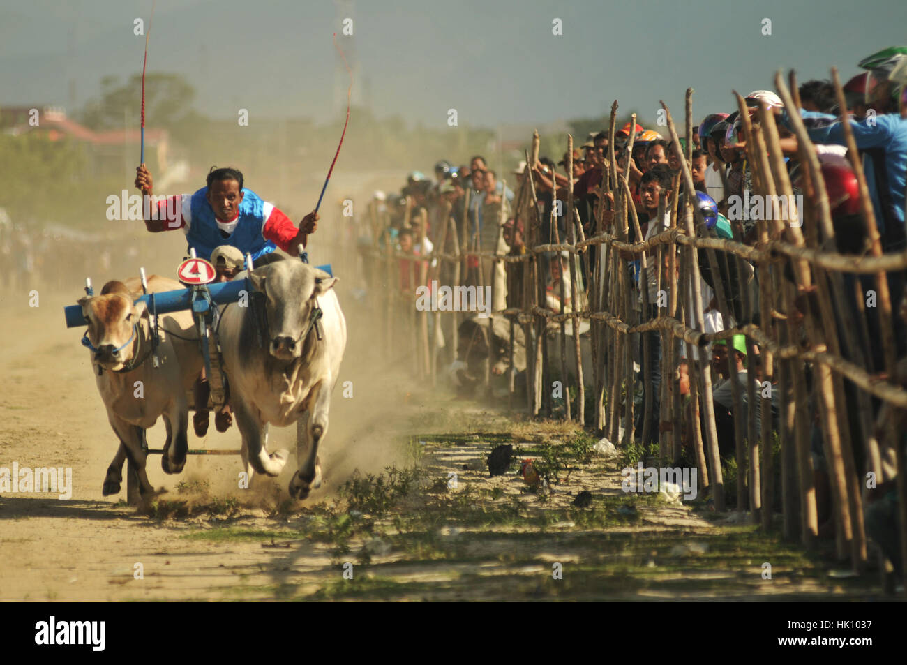 One of the participants in the race to spur cow bull-races held in Turkish Talise, Palu, Central Sulawesi, Indonesia, Thursday (04/22/2010). The compe Stock Photo