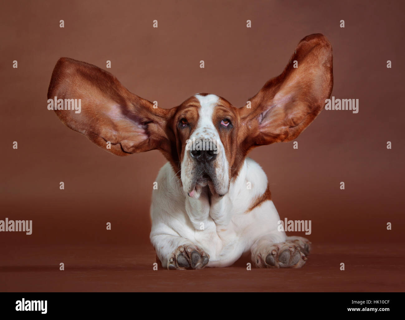 basset hound with flying ears Stock Photo