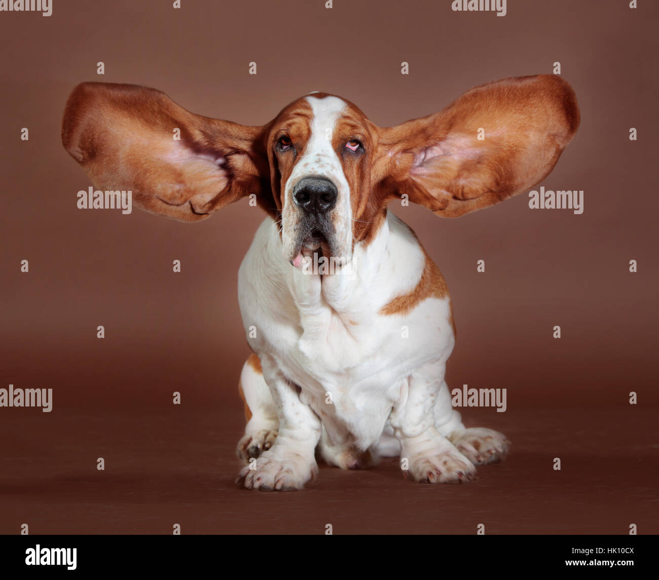 basset hound flying ears stand Stock Photo