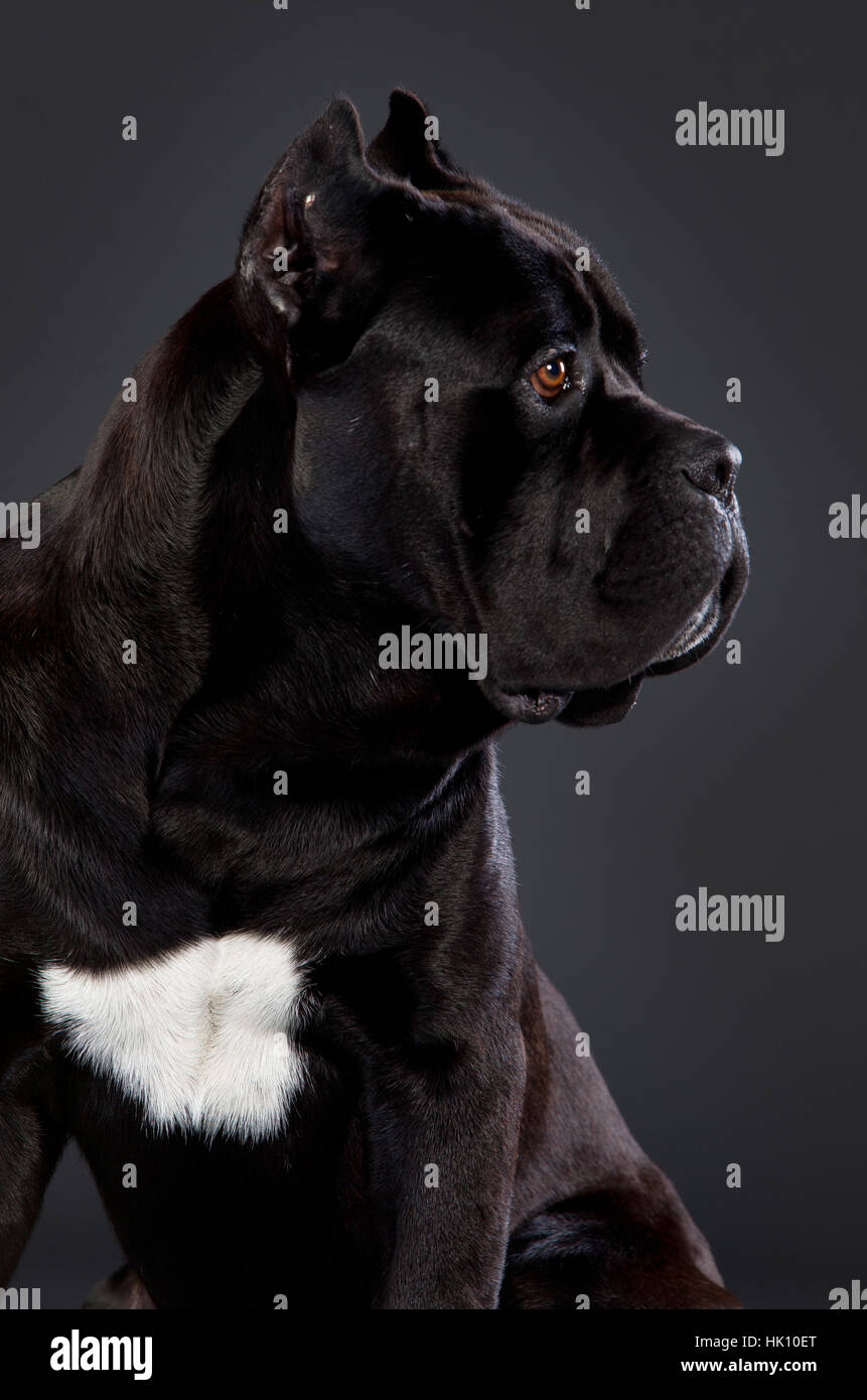 Black cane corso sideways Stock Photo