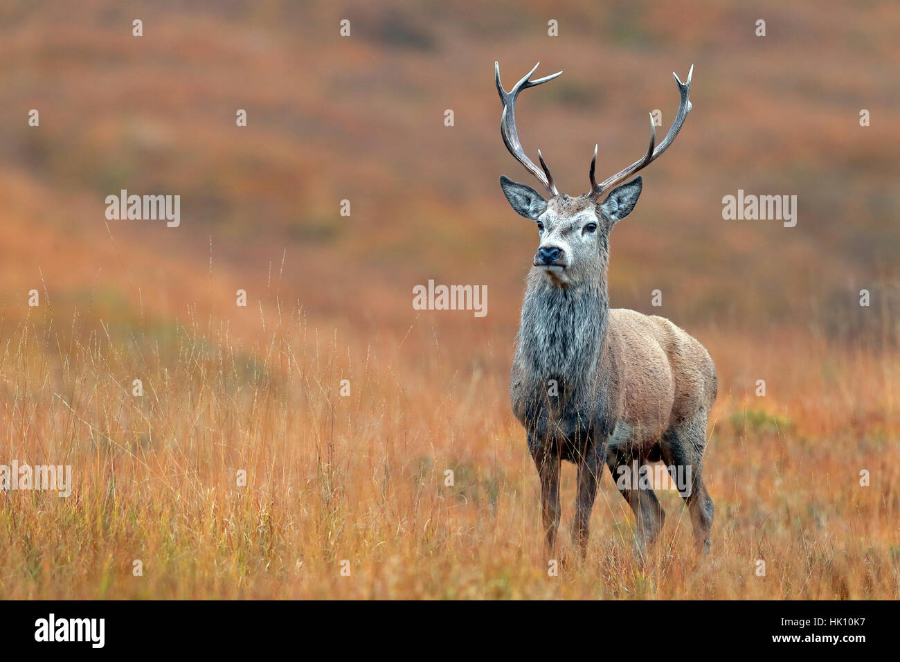 Red Deer Stag in Scottish Glen Stock Photo