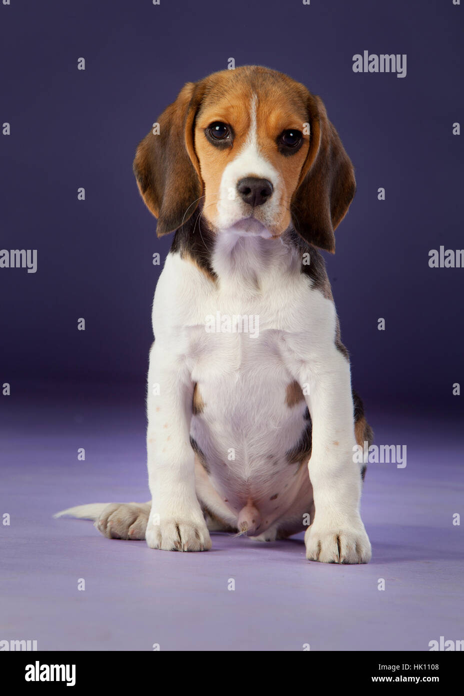 Baby beagle portrait on the studio with blue background Stock Photo