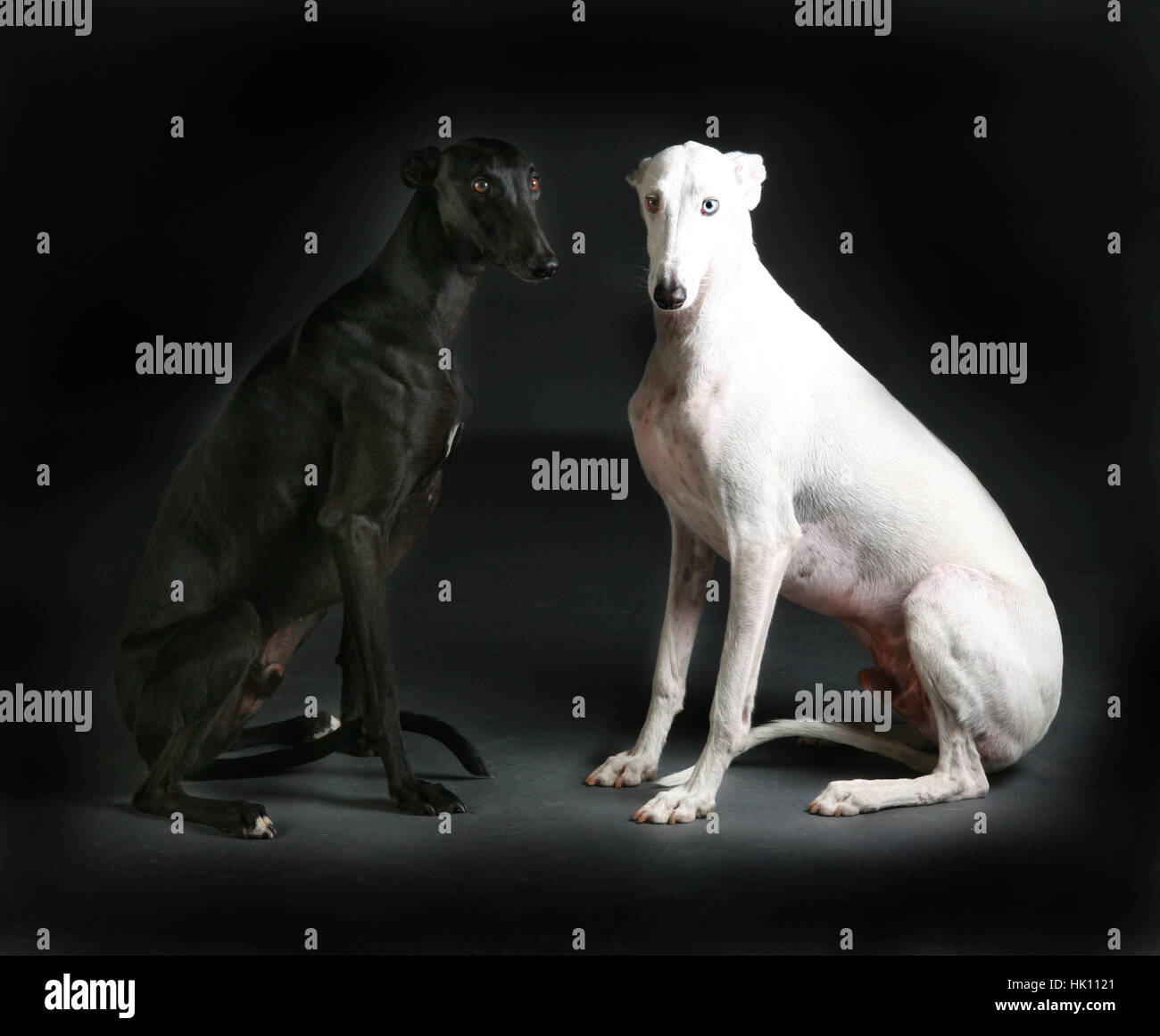 Black and white greyhound together Stock Photo