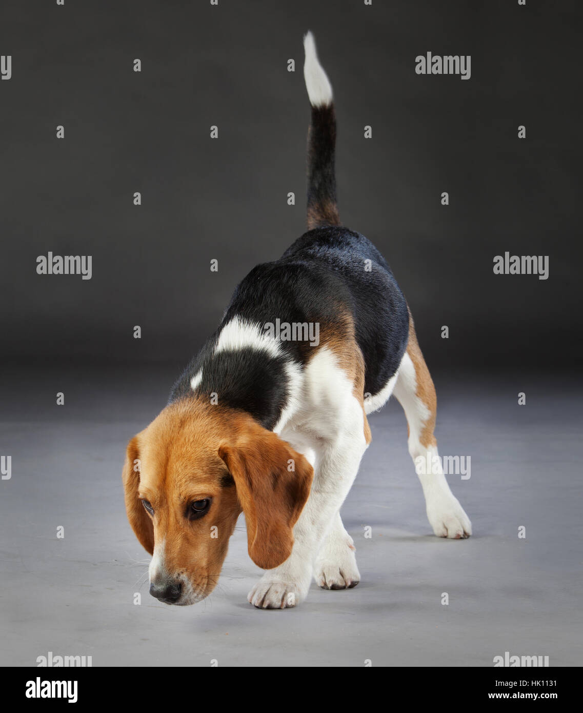 beagle portrait in studio Stock Photo