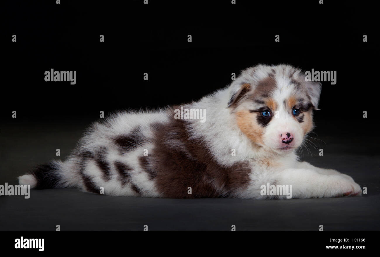 Australian shepherd dog lying down in studio Stock Photo