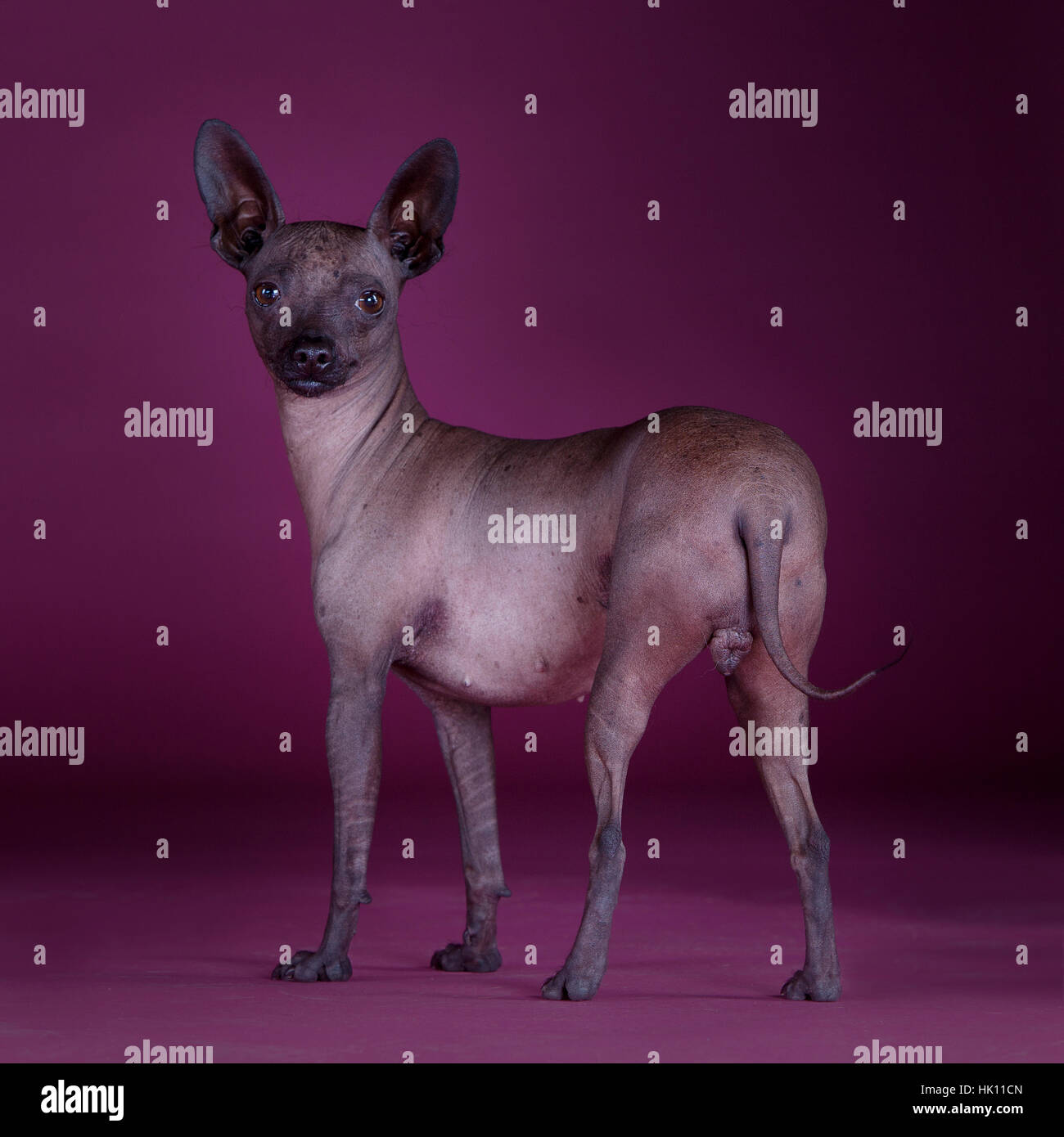 Mexican hairless dog with purple background Stock Photo