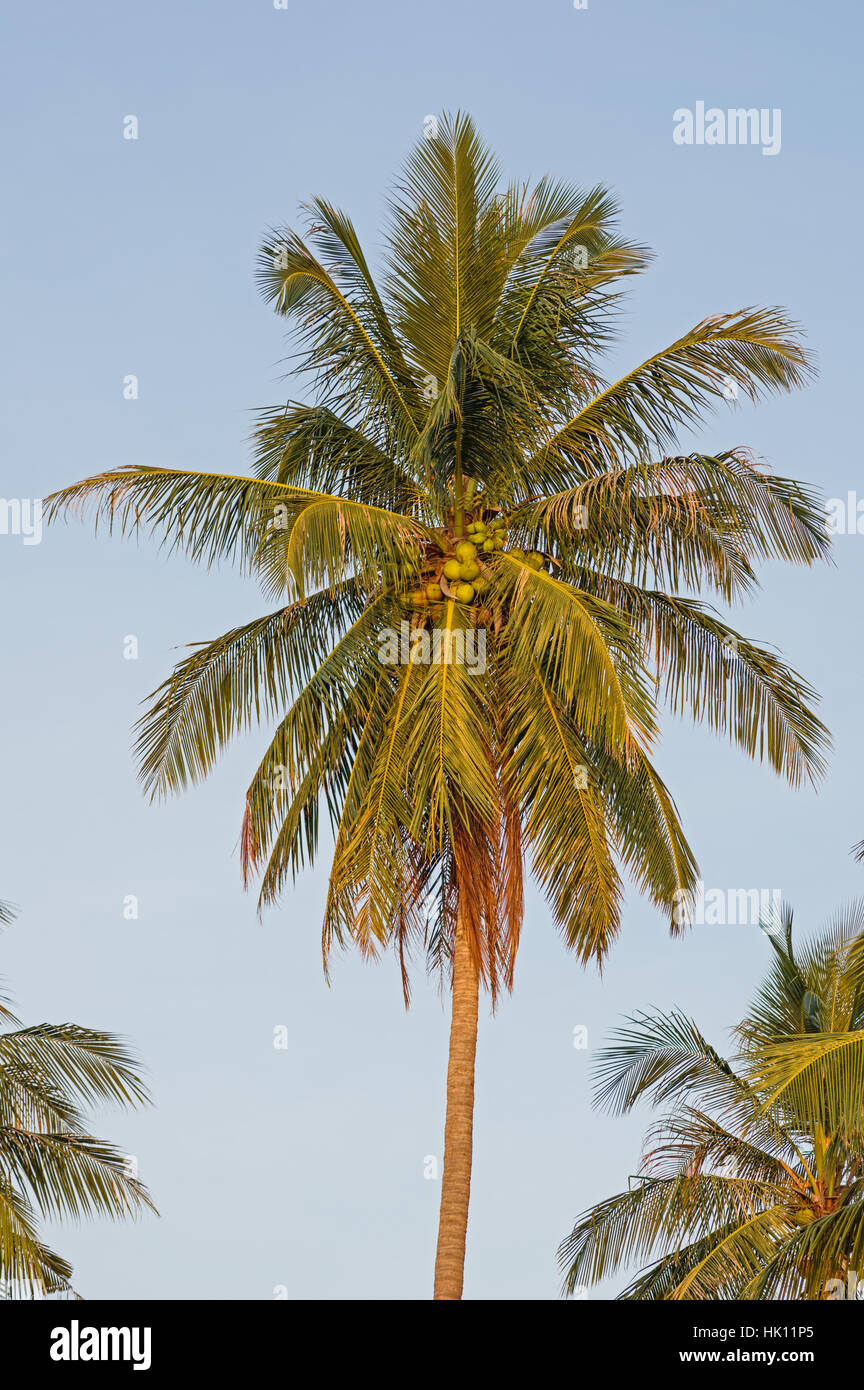 coconut palm top with fronds and coconuts Stock Photo