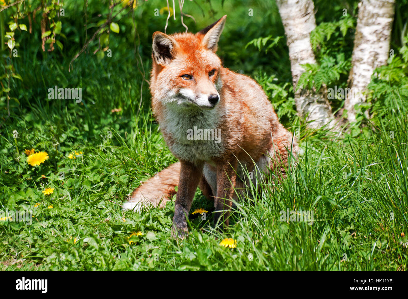 Red Fox, Vulpes Vulpes, Captive, Surrey Stock Photo - Alamy