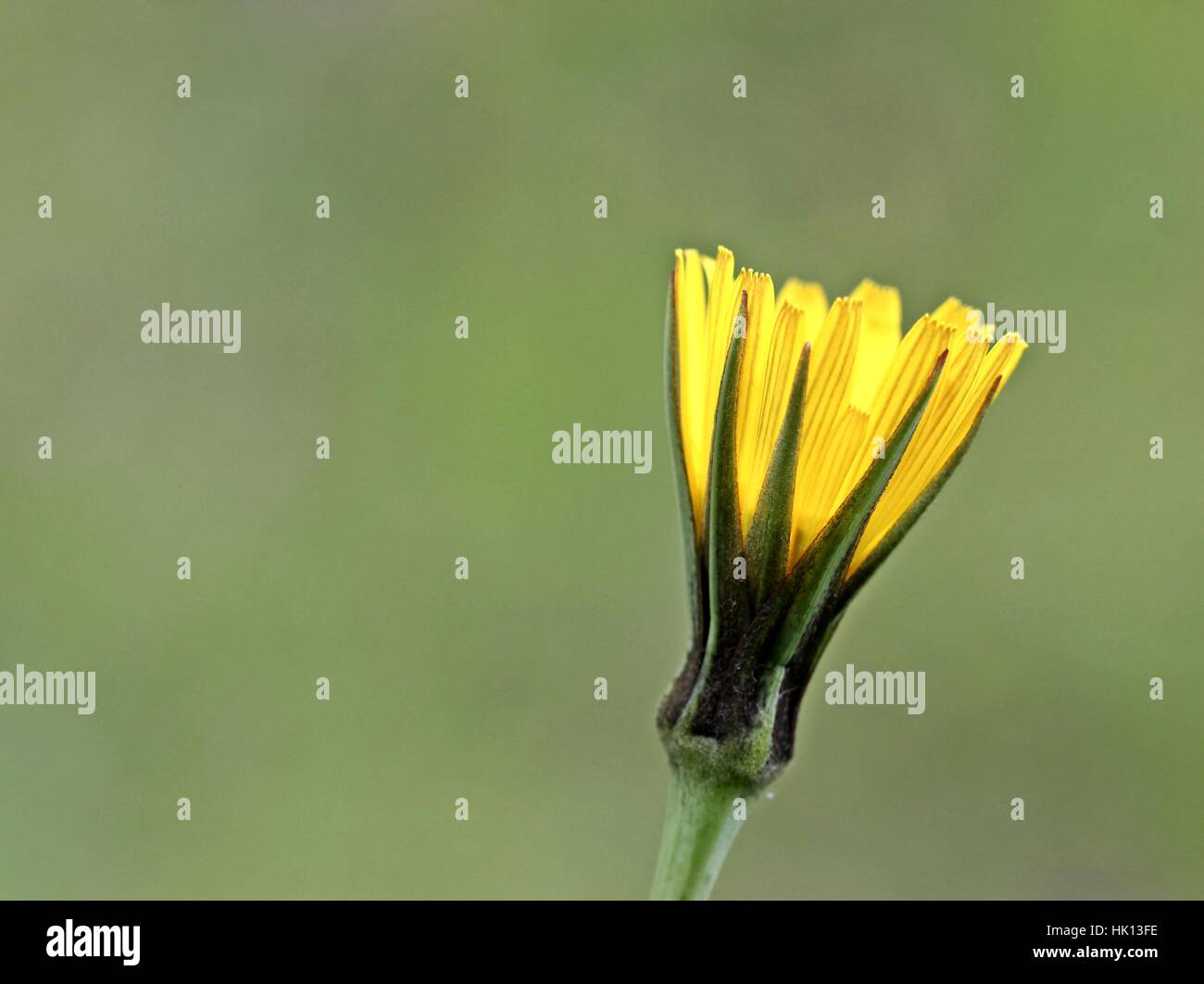 tragopogon-pratensis-pratensis-hi-res-stock-photography-and-images-alamy