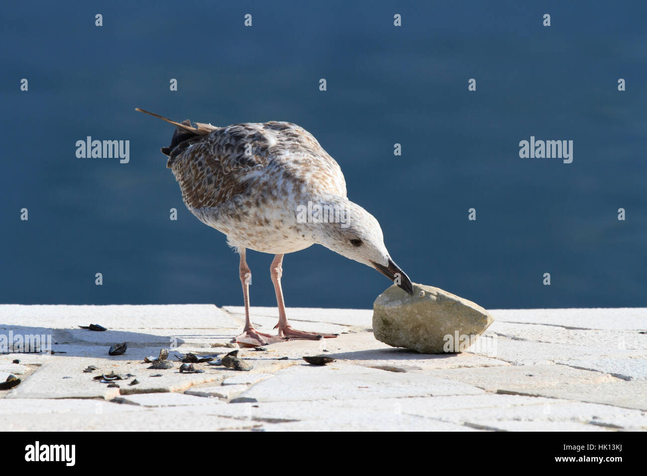 seagull pecks shell rock close up horizontal Stock Photo
