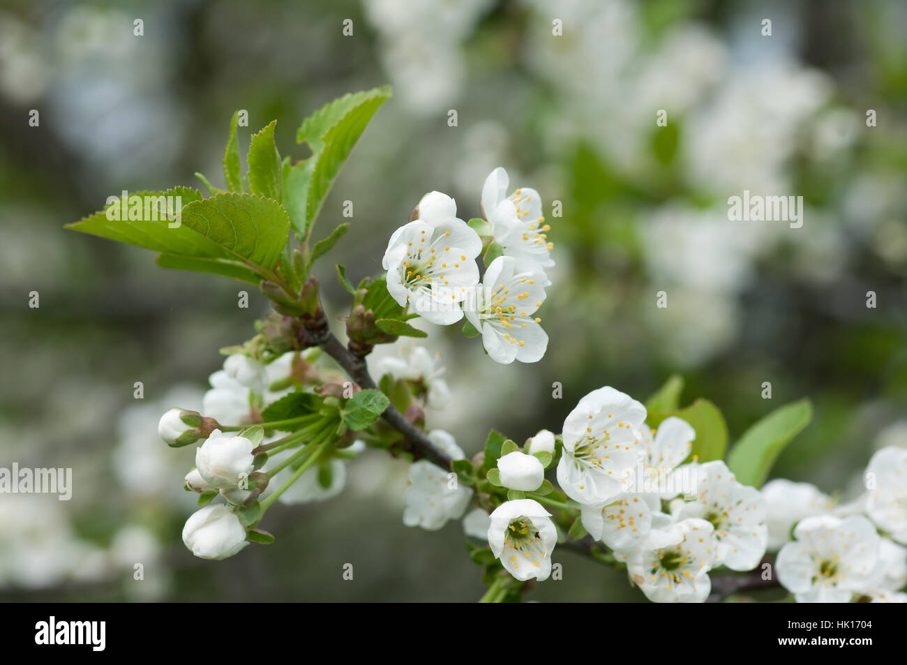 blooming tree. Stock Photo