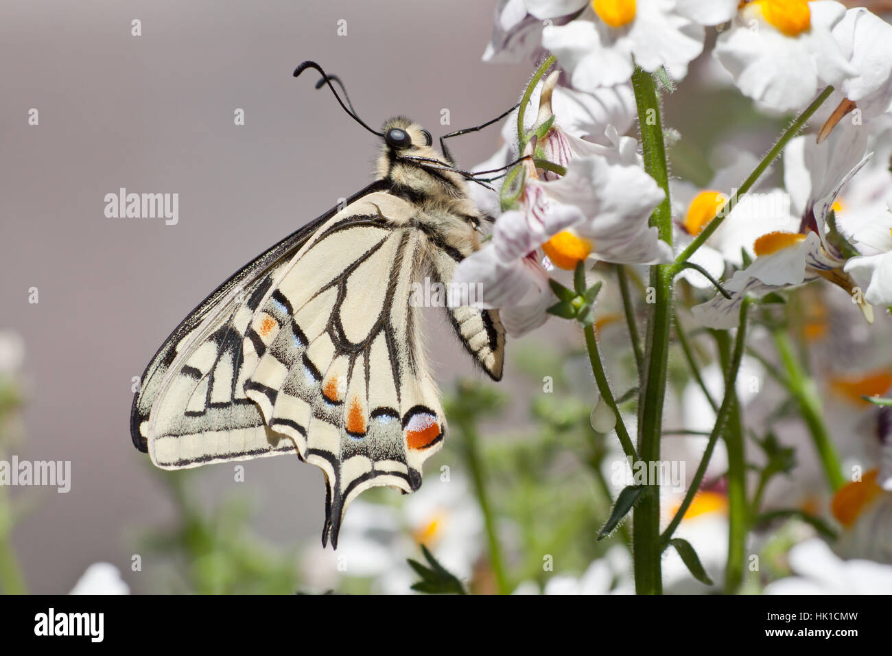 insect, wing, spring, moth, swallowtail, insect, insects, flower ...