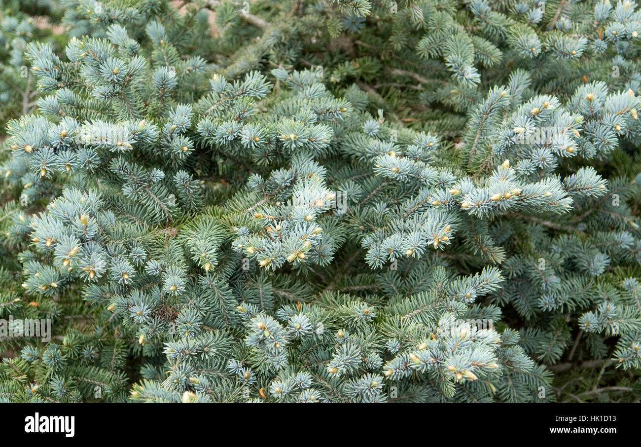 blue spruce detail Stock Photo
