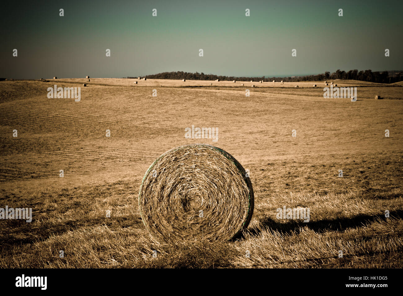 agriculture, farming, acre, barley, fall, autumn, blue, tree, agriculture, Stock Photo