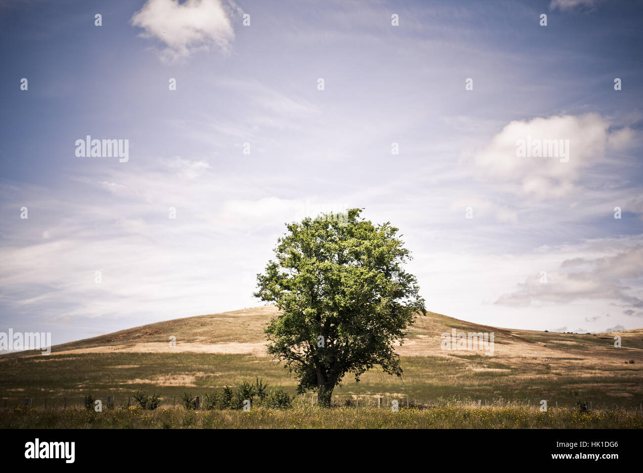 blue, clouds, amazing, blue, tree, summer, summerly, outside, weather, Stock Photo