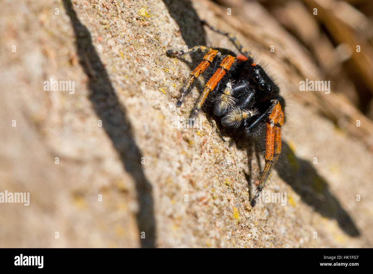 gold eyes jumping spider Stock Photo Alamy