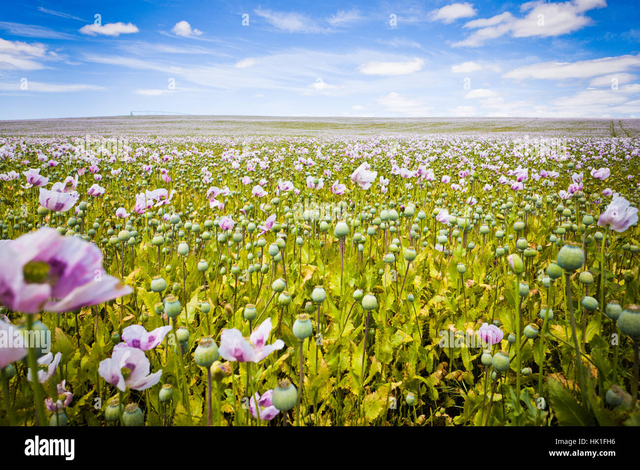 bloom, blossom, flourish, flourishing, agriculture, farming, aster, blooming, Stock Photo