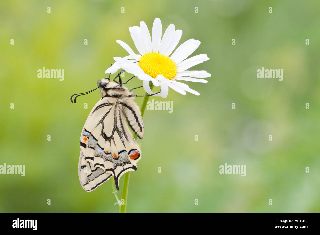 insect, wing, spring, moth, swallowtail, insect, flower, plant, insects ...