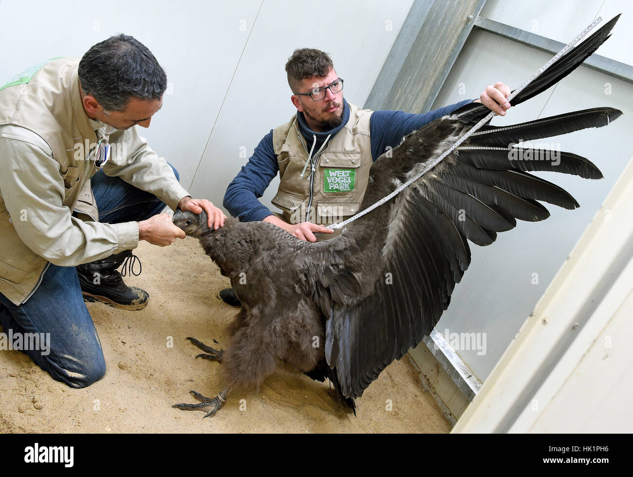 Walsrode Germany 19th Jan 2017 The Wingspan Of Andean Condor Beb Walsrode Germany 19th Jan 2017 The Wingspan Of Andean Condor Beb