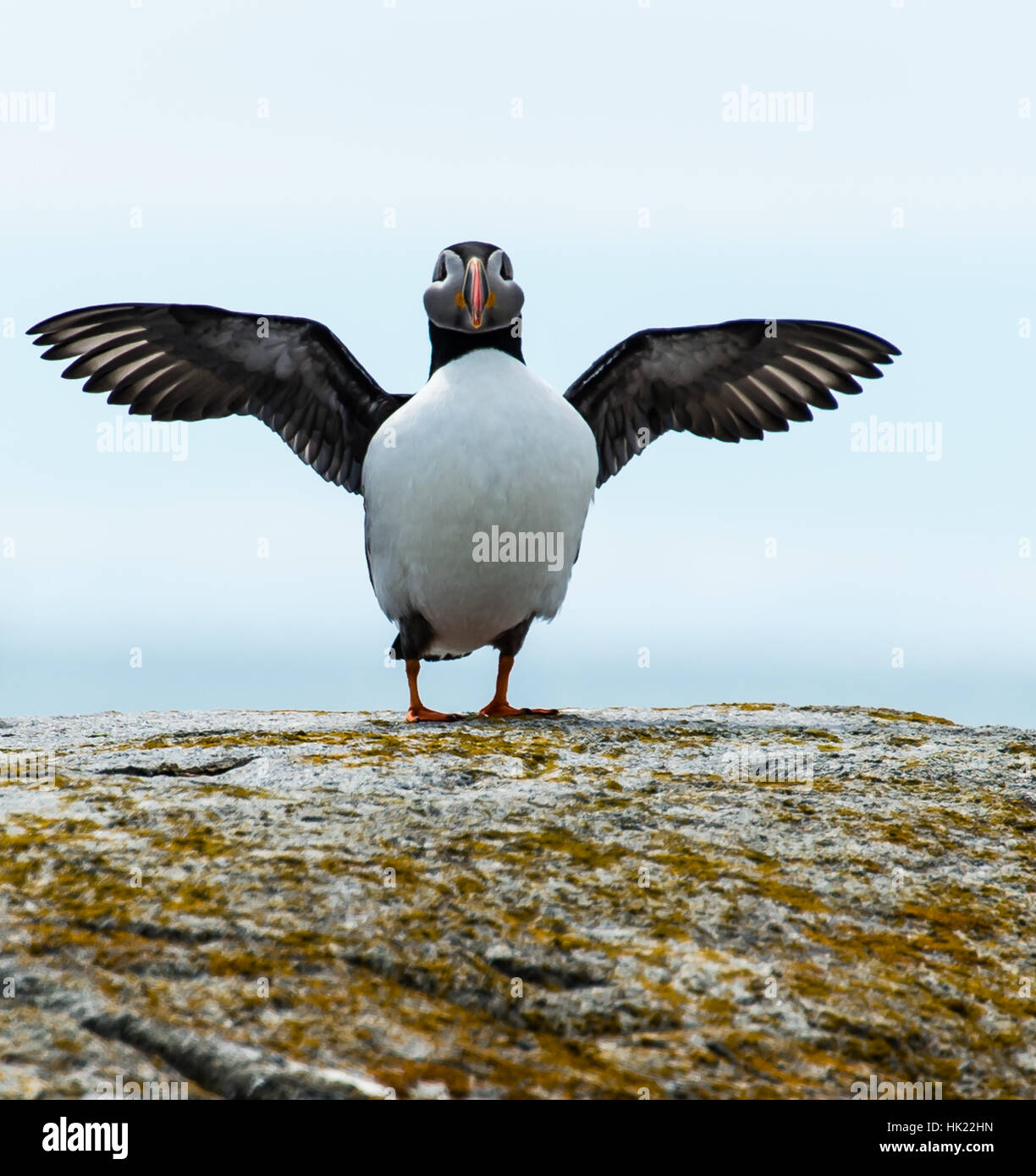Atlantic Puffin with wings spread Stock Photo