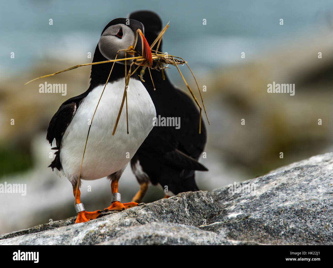 Atlantic Puffin with nesting material Stock Photo